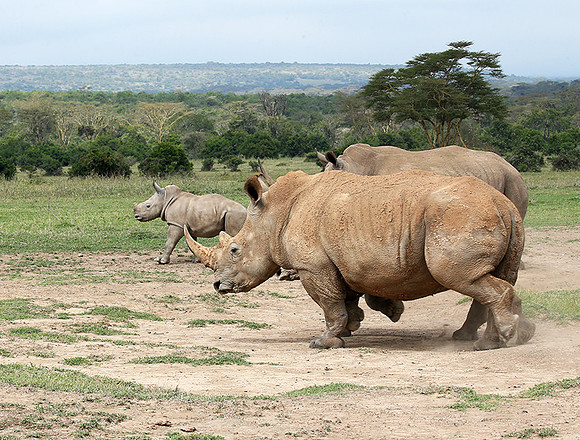 White rhinos (location not disclosed to avoid poaching)