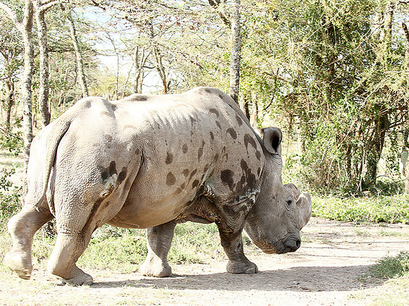 3 last northern white rhinos in the world