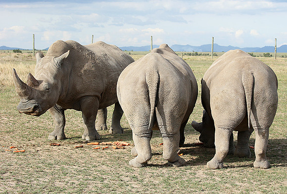 3 last northern white rhinos in the world