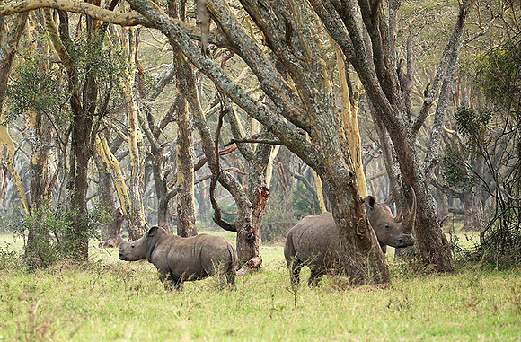 White rhinos (location not disclosed to avoid poaching)