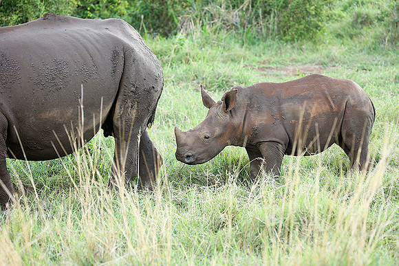 White rhino