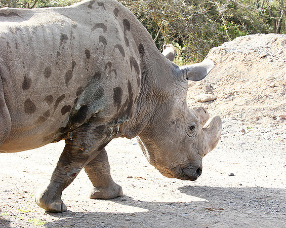 3 last northern white rhinos in the world