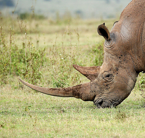 White rhinos (location not disclosed to avoid poaching)