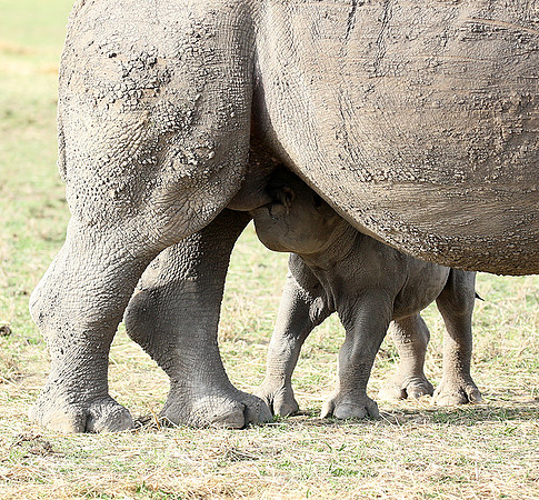 White rhinos