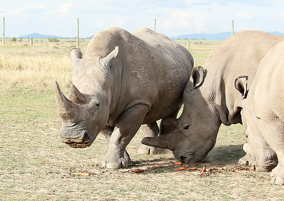 3 last northern white rhinos in the world