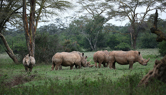 White rhinos (location not disclosed to avoid poaching)