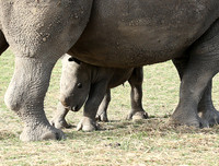 White rhino