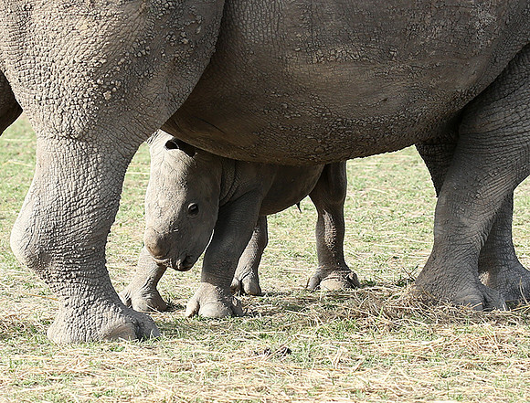 White rhino