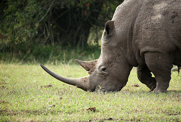 White rhinos (location not disclosed to avoid poaching)