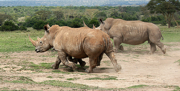White rhinos (location not disclosed to avoid poaching)