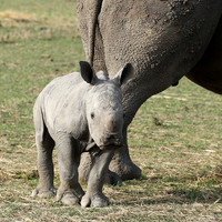 White rhino