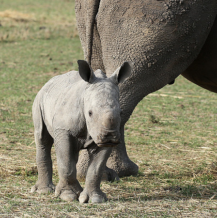 White rhino