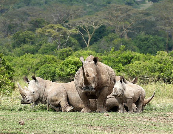 White rhinos (location not disclosed to avoid poaching)
