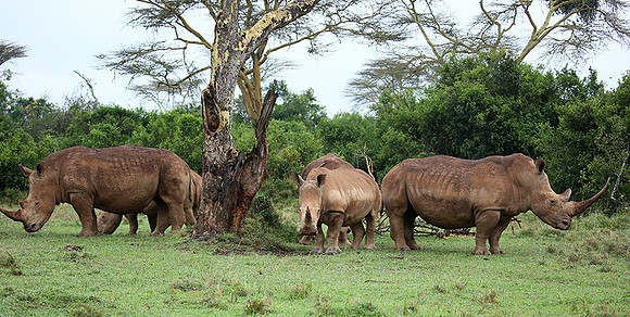White rhinos (location not disclosed to avoid poaching)