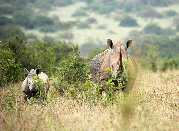 White rhinos (location not disclosed to avoid poaching)