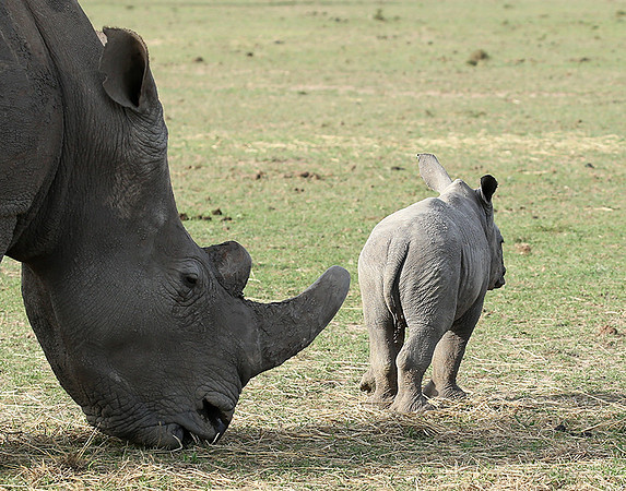 White rhinos