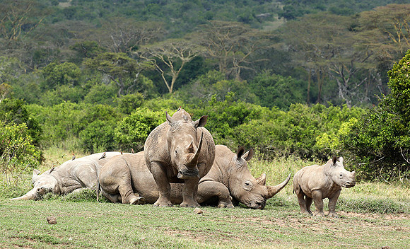 White rhinos (location not disclosed to avoid poaching)