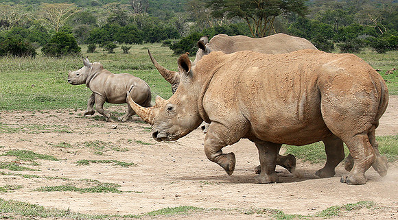 White rhinos (location not disclosed to avoid poaching)