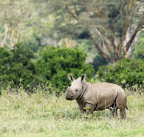 White rhinos (location not disclosed to avoid poaching)