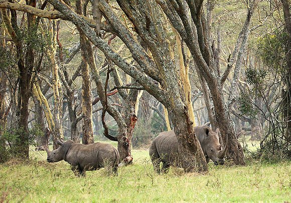 White rhinos (location not disclosed to avoid poaching)