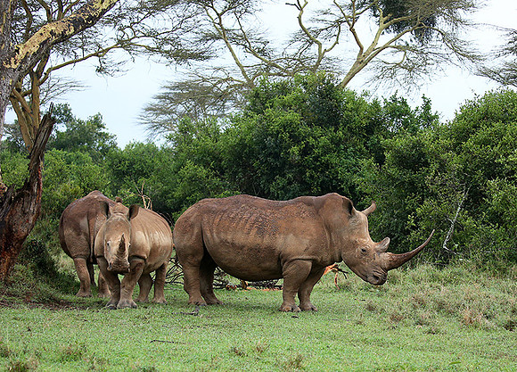 White rhinos (location not disclosed to avoid poaching)