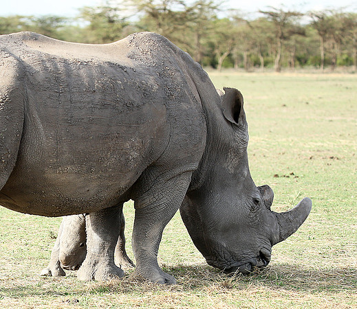 White rhinos
