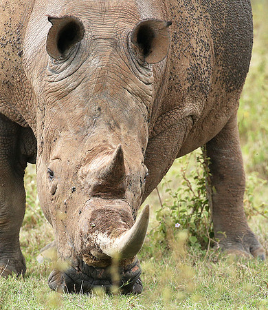 White rhinos (location not disclosed to avoid poaching)