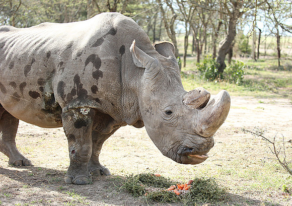 3 last northern white rhinos in the world