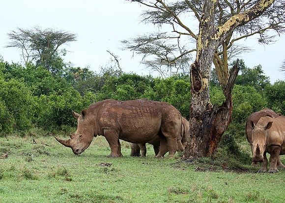 White rhinos (location not disclosed to avoid poaching)