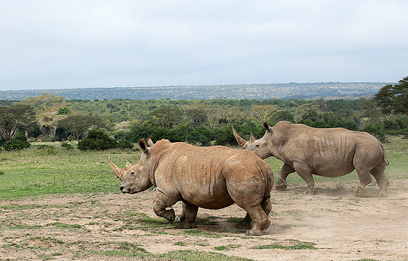 White rhinos (location not disclosed to avoid poaching)