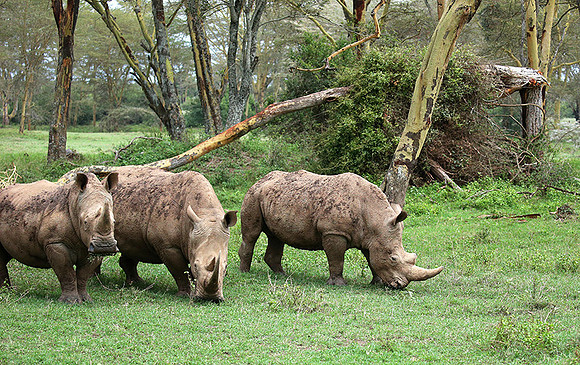 White rhinos (location not disclosed to avoid poaching)