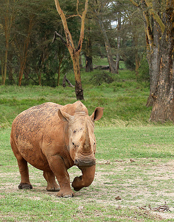 White rhinos (location not disclosed to avoid poaching)