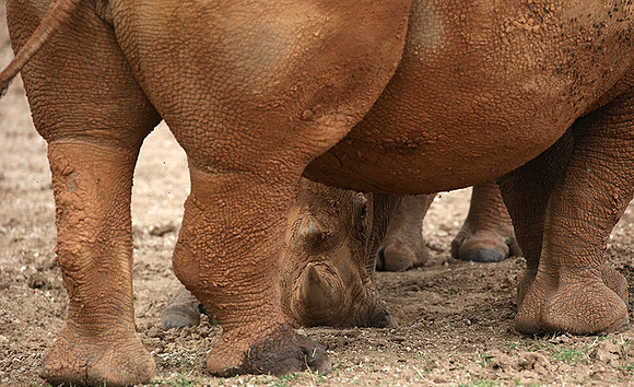 Baby rhino hiding behind its mother