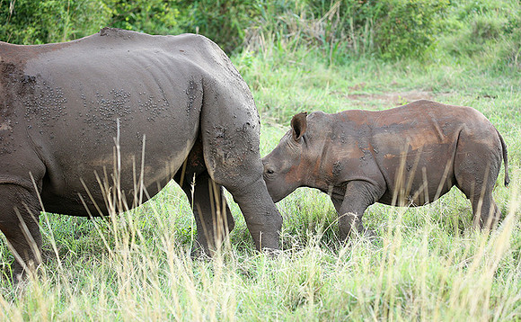 White rhino
