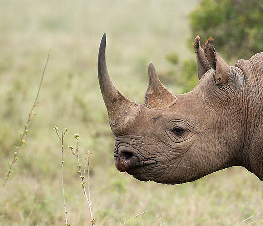 White rhinos (location not disclosed to avoid poaching)