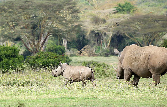 White rhinos (location not disclosed to avoid poaching)