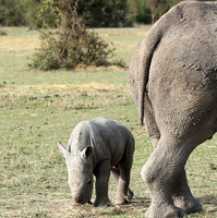 White rhino