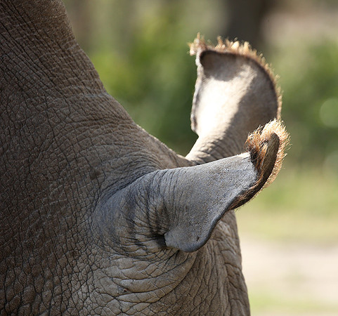 3 last northern white rhinos in the world