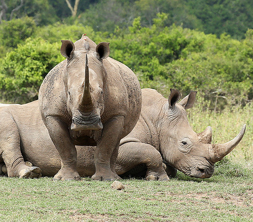 White rhinos (location not disclosed to avoid poaching)