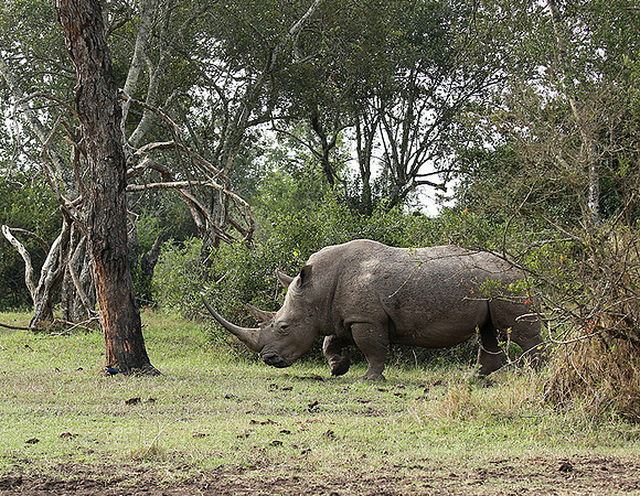 White rhinos (location not disclosed to avoid poaching)