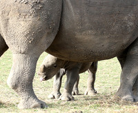 White rhino