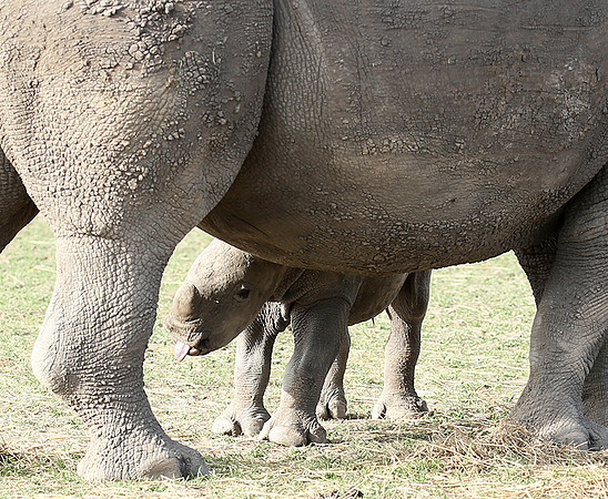White rhino