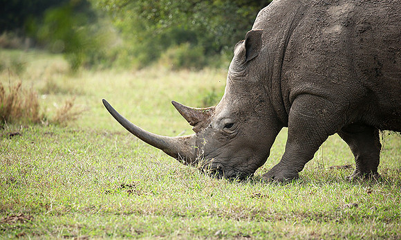 White rhinos (location not disclosed to avoid poaching)