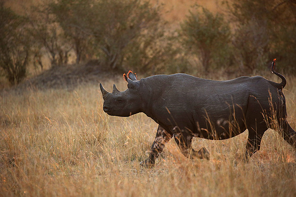 Black rhino - Masaï Mara