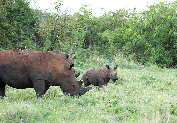 White rhino