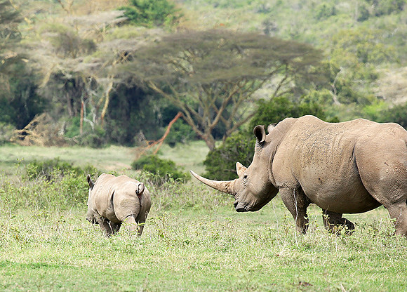 White rhinos (location not disclosed to avoid poaching)