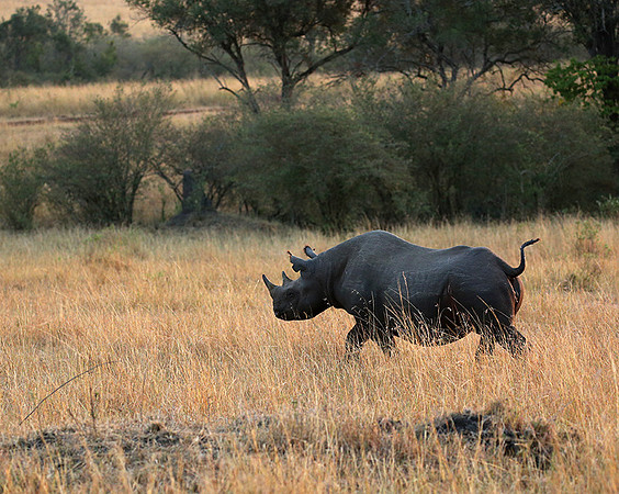 Black rhino - Masaï Mara