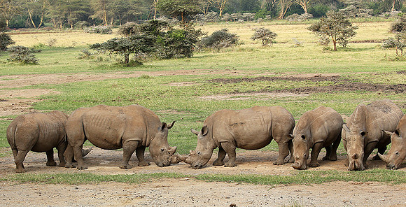 White rhinos (location not disclosed to avoid poaching)