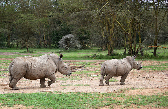 White rhinos (location not disclosed to avoid poaching)