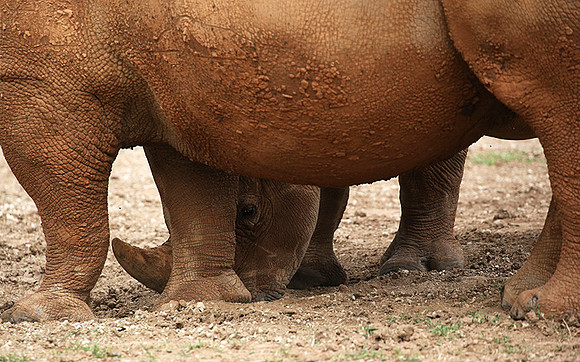 Baby rhino hiding behind its mother